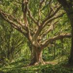 Un arbre dans la forêt