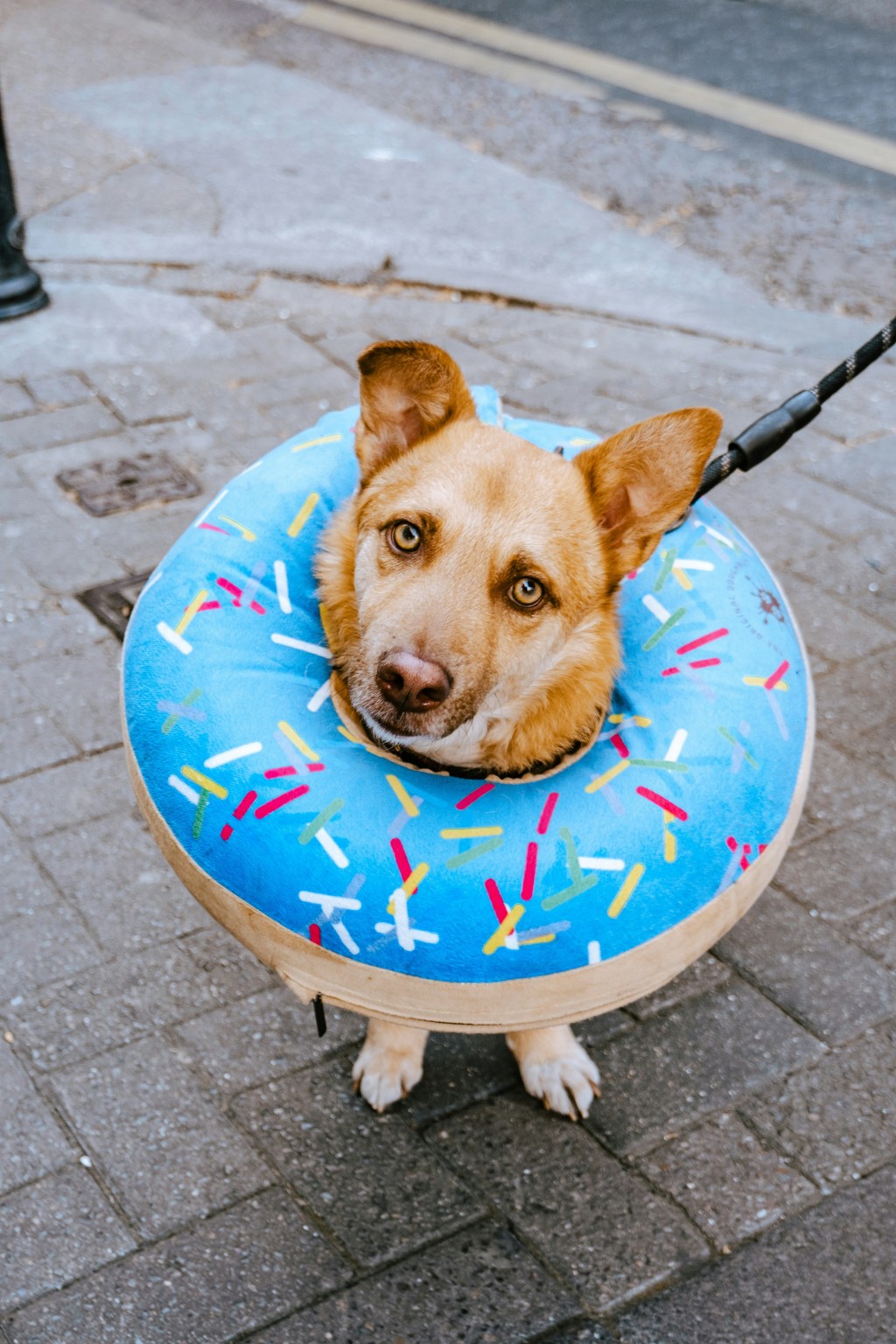 Non, l&rsquo;économie régénérative ne se réduit pas au Donut de Kate&nbsp;Raworth